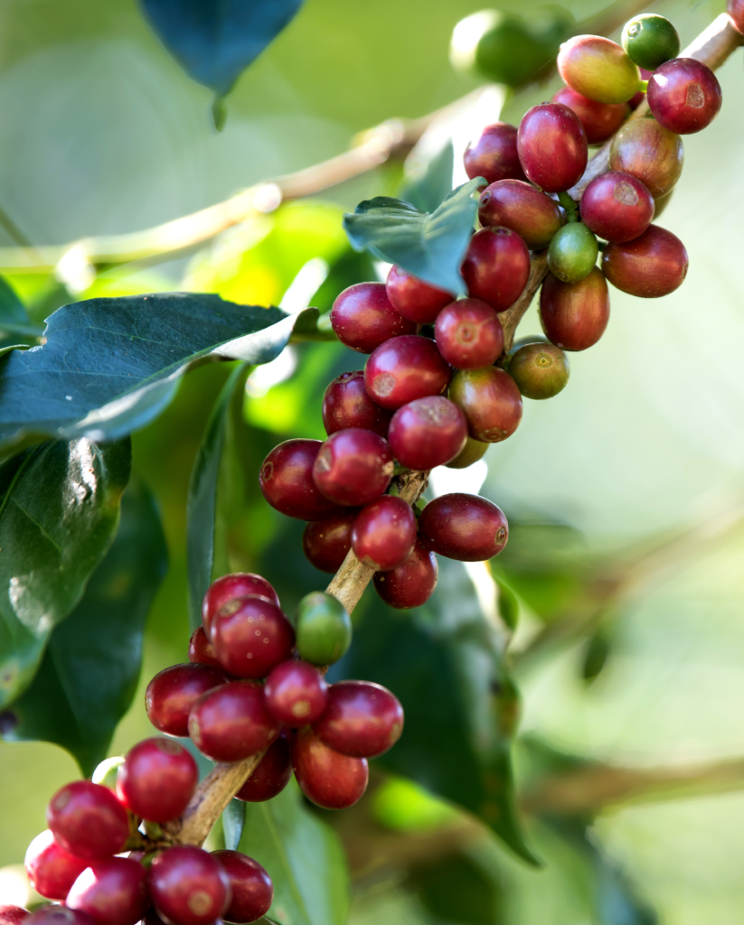 coffee-bean-berry-ripening-coffee-farm2
